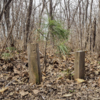 Местные жители высаживают новые деревья — newsvl.ru