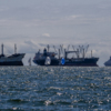 В Амурском заливе стоит много судов, между которыми приходится практически лавировать — newsvl.ru
