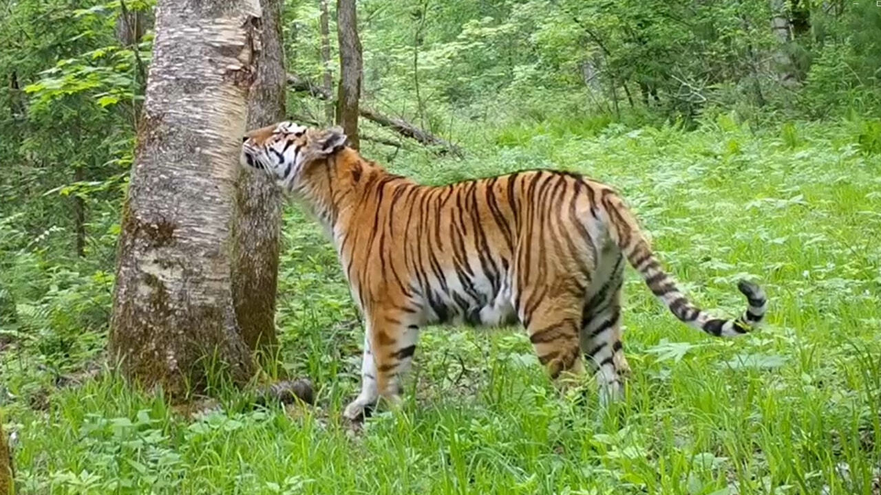 Дочь тигрицы Рашель попала на камеру (ВИДЕО) — Новости Хабаровска