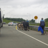 Стадо коров гнали через дорогу — newsvl.ru