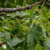 Вредители уничтожают деревья на Второй Речке — newsvl.ru