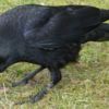 Обыкновенная чёрная ворона. Фото: wikipedia — newsvl.ru