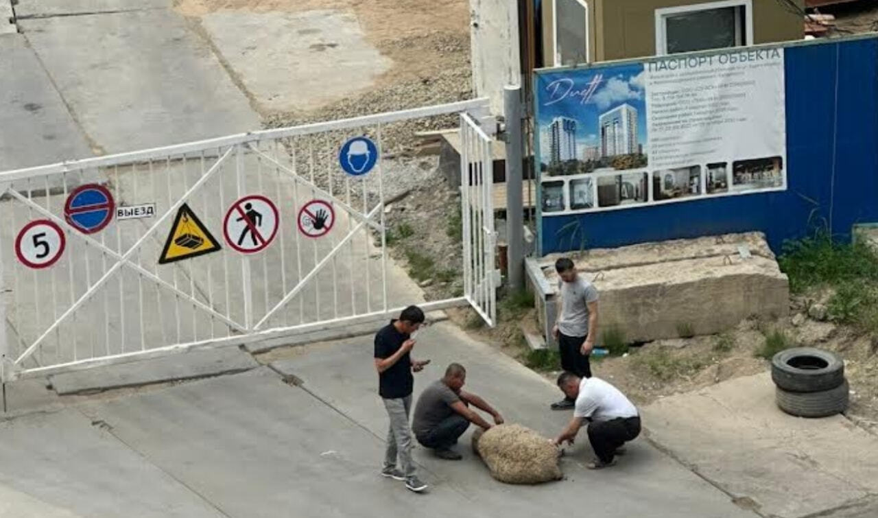 Мужики в трусах убивают баранов под окнами дома на Карла Маркса (ФОТО) —  Новости Хабаровска