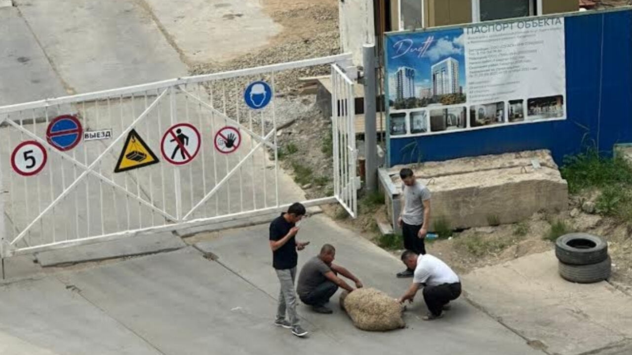 Мужики в трусах убивают баранов под окнами дома на Карла Маркса (ФОТО) —  Новости Хабаровска