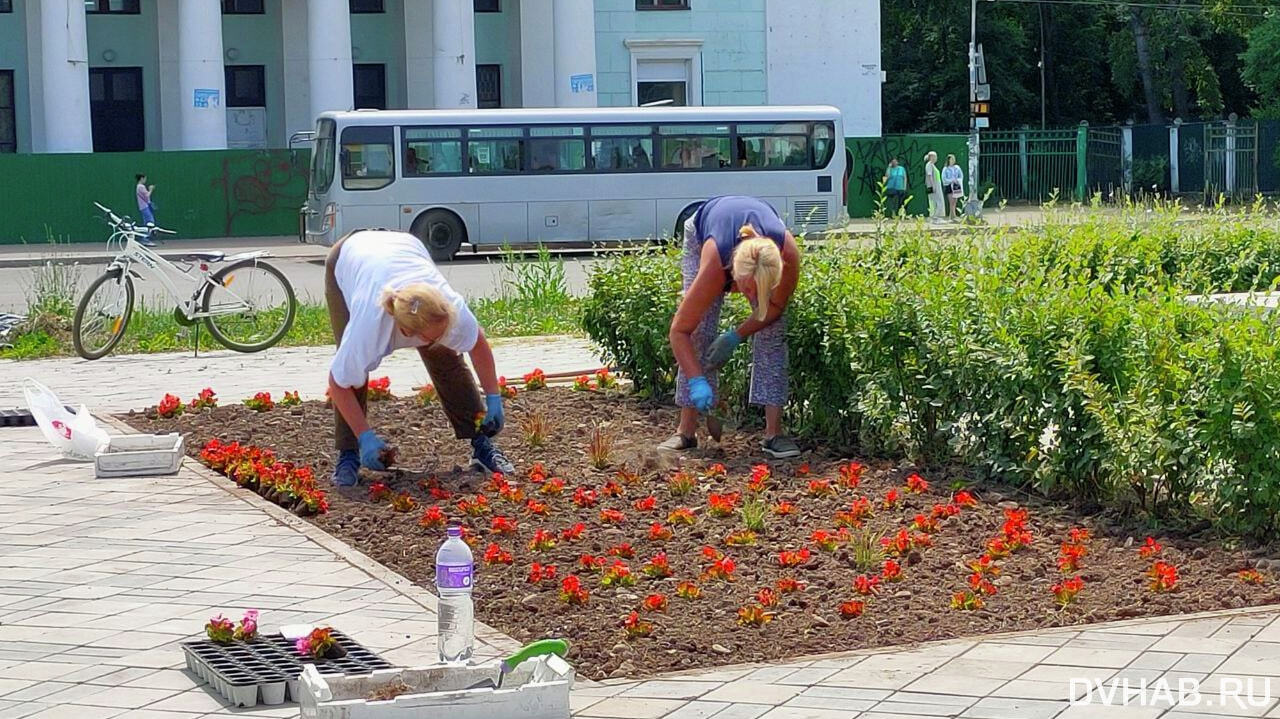 С опозданием на месяц высаживают цветы в центре Комсомольска (ФОТО) —  Новости Хабаровска