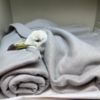 Птица находится в клинике под присмотром ветеринаров — newsvl.ru