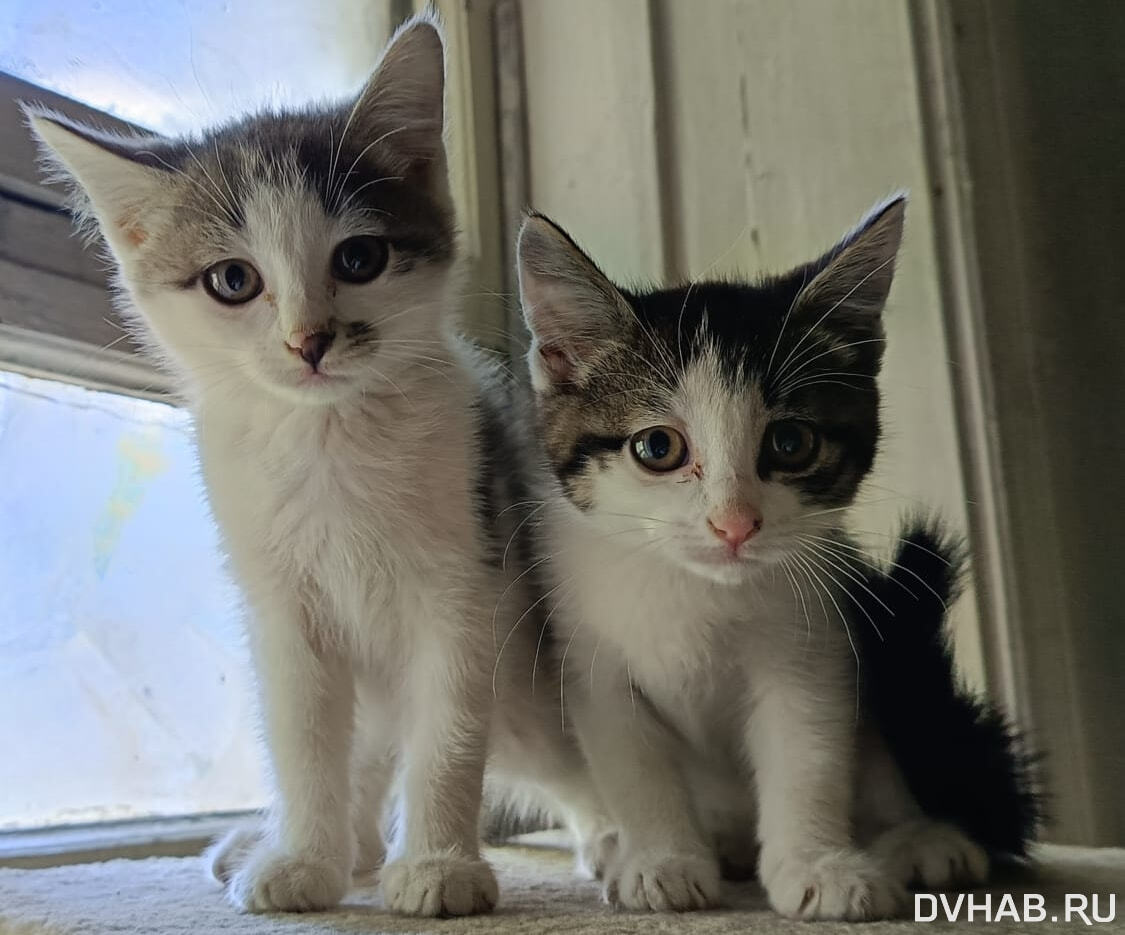 Подарить им дом: раздаем мурлык во всемирный День котят (ФОТО) — Новости  Хабаровска
