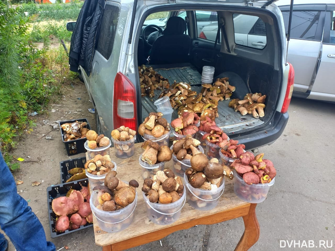 Грибной бум: лесной урожай ведрами распродают торговцы (ФОТО) — Новости  Хабаровска