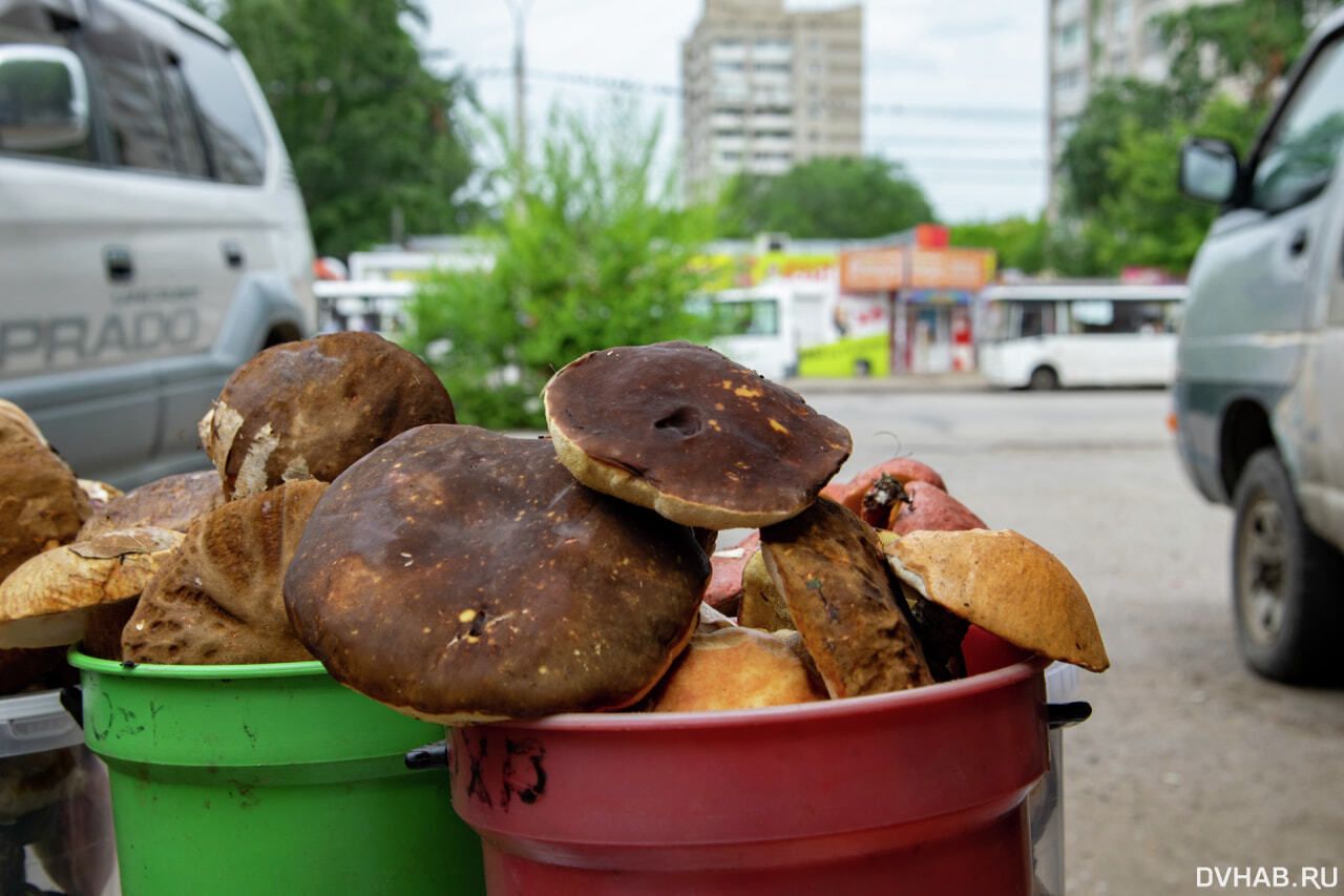 Грибной бум: лесной урожай ведрами распродают торговцы (ФОТО) — Новости  Хабаровска