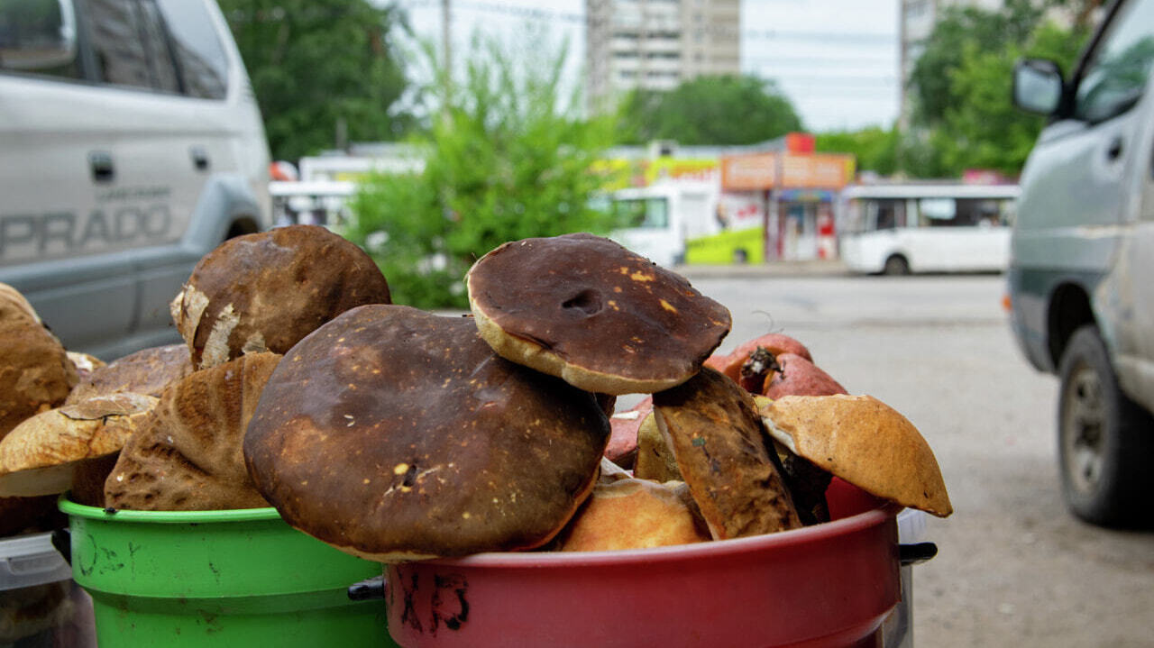 Грибной бум: лесной урожай ведрами распродают торговцы (ФОТО) — Новости  Хабаровска