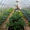 Фермер выращивает капусту кейл на своём дачном участке  — newsvl.ru