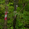 Деревья, помеченные красной ленточкой, пойдут под спил — newsvl.ru