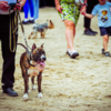 Десятки собак собрались в парке Минного городка — newsvl.ru