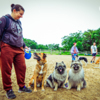 Собаки и большинство людей-участников остались довольны — newsvl.ru