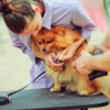 Собакам бесплатно чистили уши и стригли когти — newsvl.ru