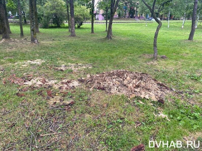Боб амурский бул 9 фото