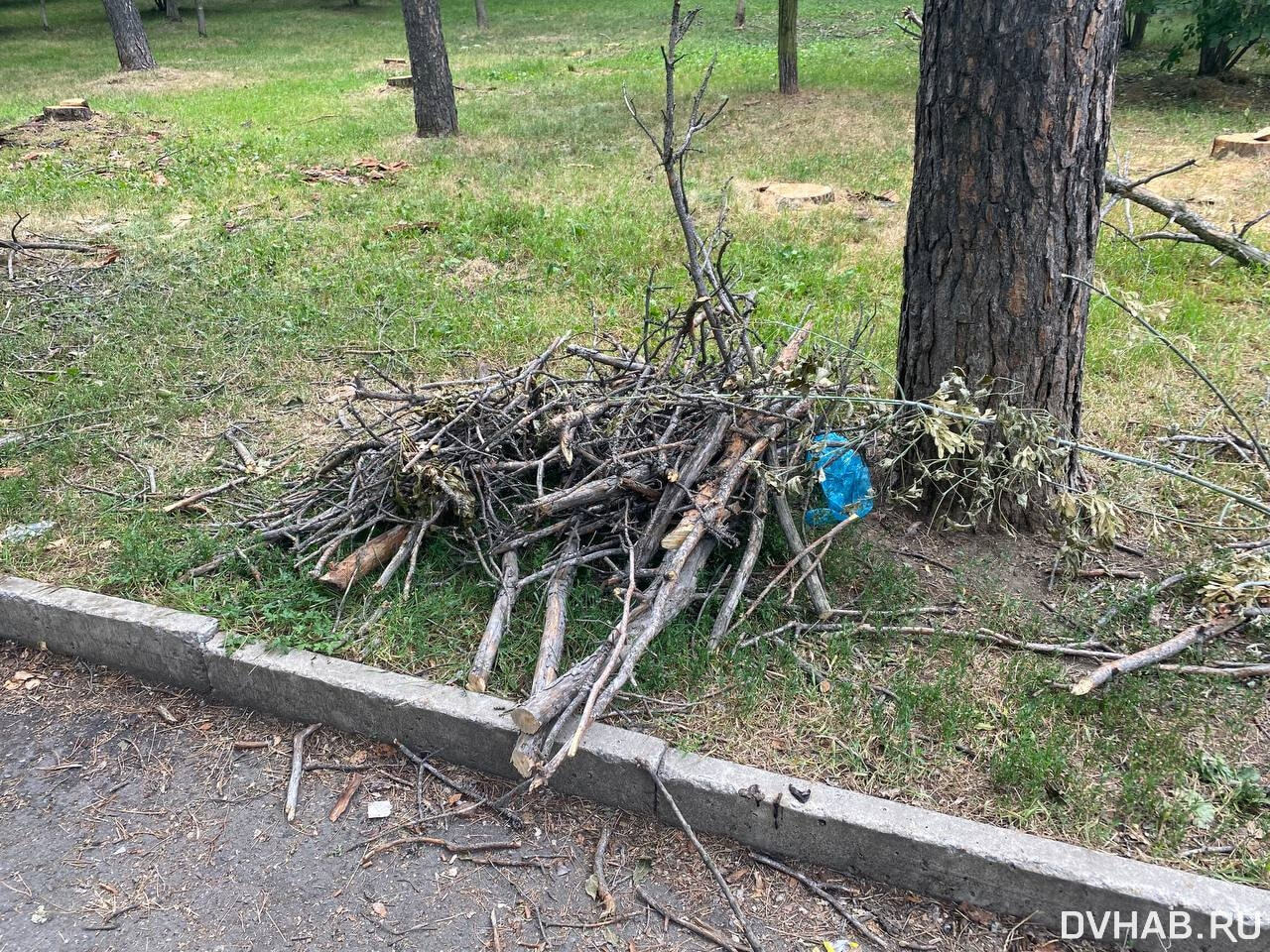 Деревья вырубили: странные работы ведутся на Амурском бульваре (ФОТО) —  Новости Хабаровска