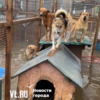 В селе Новоникольск затопило крупный приют для животных – собаки спасаются на крышах будок (ВИДЕО)