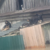 Собаки, если не были на привязи, отсиживались на крышах   — newsvl.ru