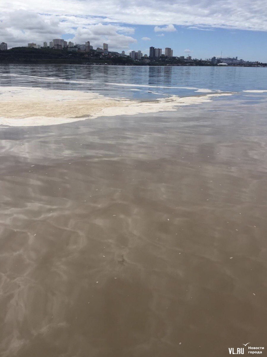 После наводнения в Амурском заливе появились лягушки, а вода стала мутной и  грязной на глубину до трёх метров – Новости Владивостока на VL.ru