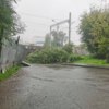 Дерево упало и перекрыло Лесной переулок — newsvl.ru