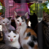 Котята ждут, когда их заберут домой  — newsvl.ru