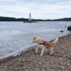 Собака тоже не рискует заходить в воду — newsvl.ru
