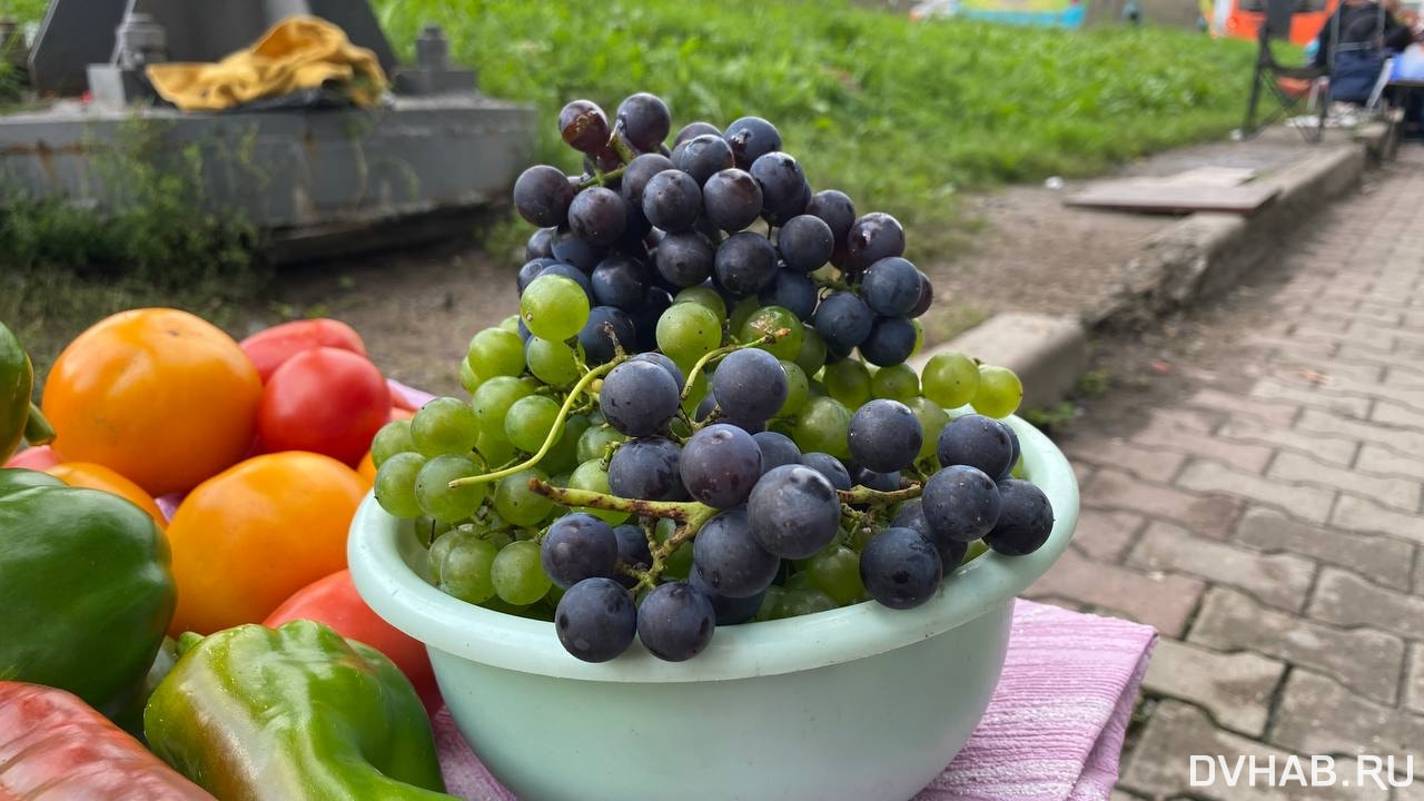 Кислый и сочный: сколько стоит и как посадить дальневосточный виноград —Новости Хабаровска