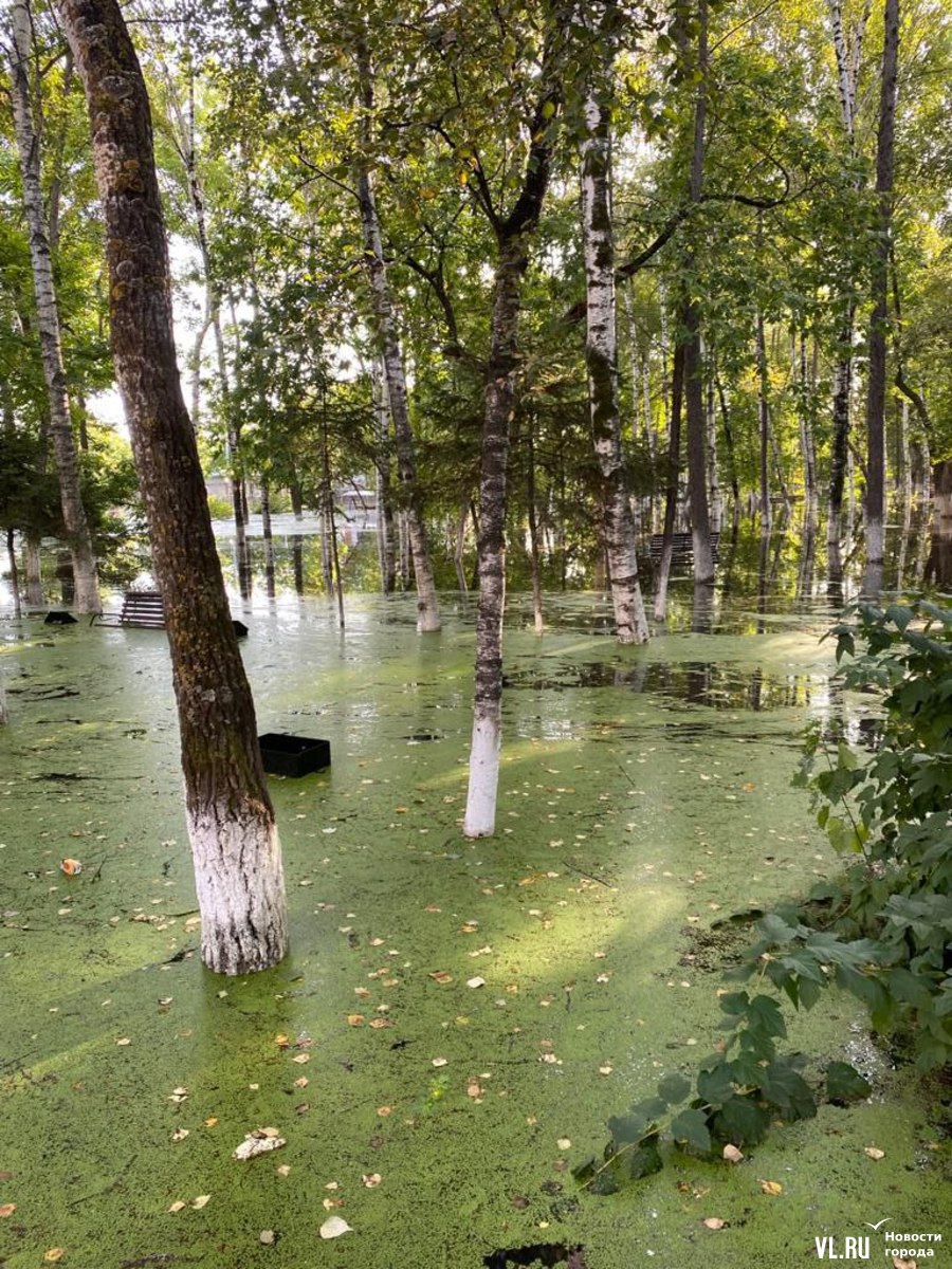 В Дальнереченске прибывает вода – затопило центр города, детсады, дороги,  парки (ФОТО; ВИДЕО) – Новости Владивостока на VL.ru