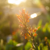 В закатном солнце цветы особенно красивы — newsvl.ru