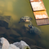 В озере до сих пор живут черепахи  — newsvl.ru