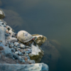 Черепахи с трудом забираются на каменную насыпь — newsvl.ru