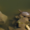 Черепахи, которые водятся в озере, являются местной достопримечательностью  — newsvl.ru