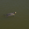 Черепахи, которые водятся в озере, являются местной достопримечательностью  — newsvl.ru