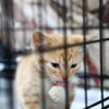 Большинство котят волонтёры нашли на улице — newsvl.ru