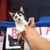 Волонтёры отдают животных в хорошие и заботливые руки — newsvl.ru