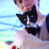 Этот чёрно-белый котёнок сегодня нашёл своих хозяев — newsvl.ru