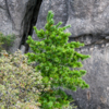 На скале растут небольшие деревья и кустарники — newsvl.ru