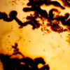 Под микроскопом –  матка ланцетовидного сосальщика, заполненная зрелыми яйцами — newsvl.ru