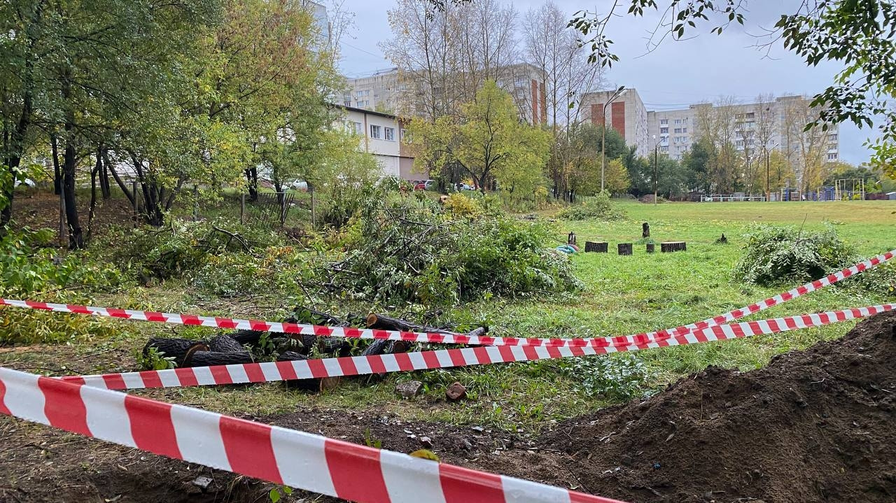 Вынужденной мерой назвала мэрия рубку деревьев вблизи школы (ФОТО) —  Новости Хабаровска