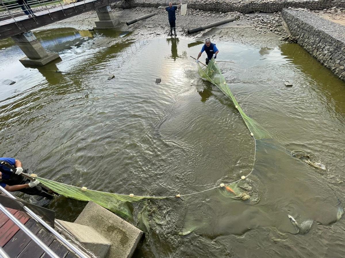 Из прудов Приморского океанариума спускают воду: карпов соберут и переселят  «на зимние квартиры» (ФОТО) – Новости Владивостока на VL.ru