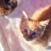 Три рыжих котёнка нашли сегодня свой дом — newsvl.ru