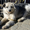 Дружелюбному псу Терри не подойдёт жизнь в загородном доме — newsvl.ru