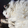 Даже в холодную погоду котики успевают погреться в лучах солнца — newsvl.ru