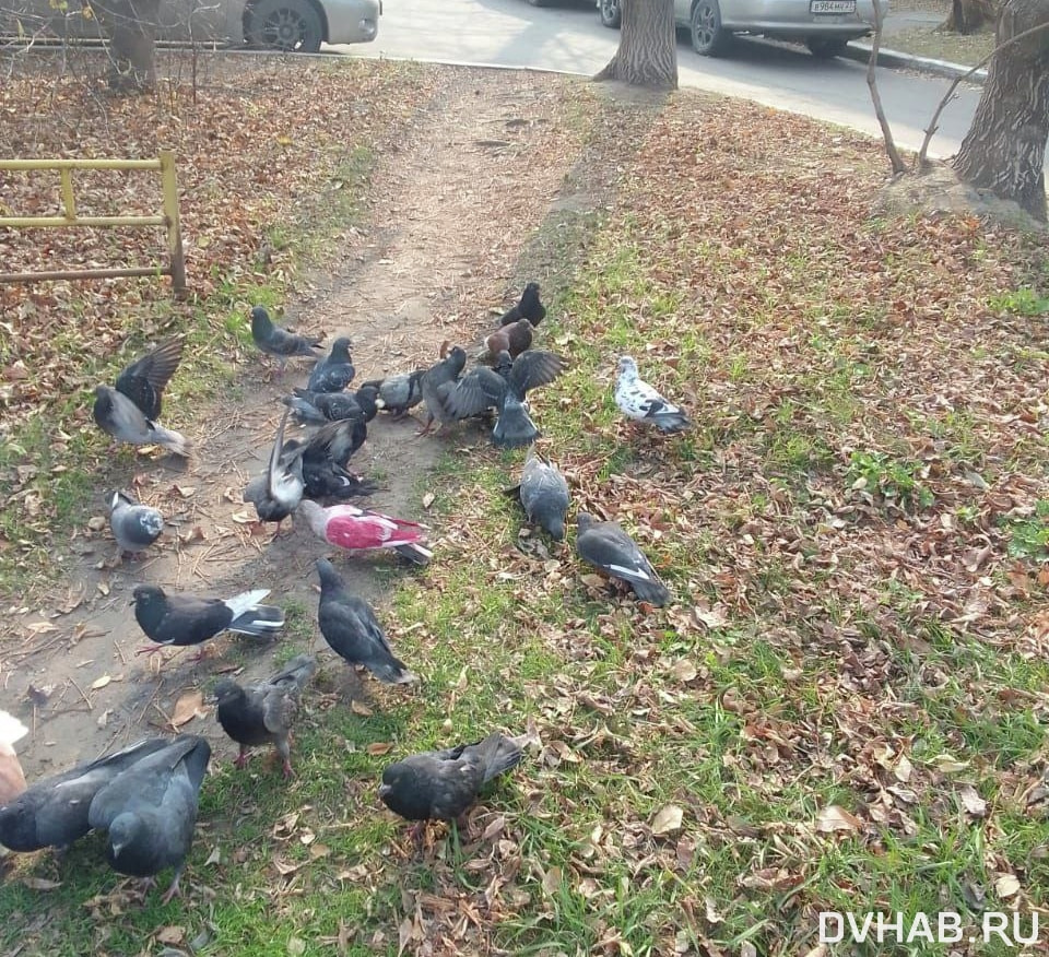 Розовый голубь поселился во дворе на Кубяка — Новости Хабаровска