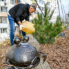 Деревья купили в питомнике, получив подробные консультации – что можно, а что нельзя  — newsvl.ru