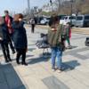 Шарлинка на прогулке  — newsvl.ru
