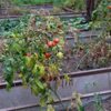 Овощи здесь высаживают на месяц раньше, а убирают на месяц позже обычного. В ноябре ещё можно срывать помидоры  — newsvl.ru