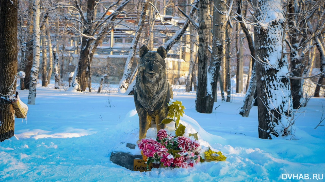 Прогноз погоды в Комсомольске-на-Амуре на четверг, 14 декабря — Новости  Хабаровска