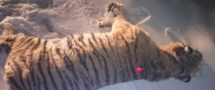 В Приморье поймали тигра, который охотился на собак – Новости Владивостока  на VL.ru